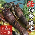 活き 伊勢海老 4 10尾