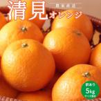 清見オレンジ訳あり5kgサイズ混合_AN6107n