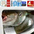 真鱈 4kg