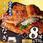 柳澤 流水桜 うなぎ 蒲焼き 8尾