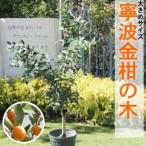 鉢植え 寧波金柑の木 大きめサイズ 1本