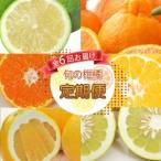 旬の柑橘類 食べ比べ 定期便 6回 清家ばんかんビレッジ