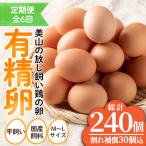 No.781 有精卵 40個×6ヶ月連続