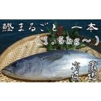 本場高知のカツオ まるごと1本 1.5kg~