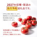 全3回 定期便 スーパーフルーツトマト てるて姫