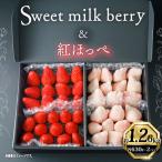白いちご 紅ほっぺ いちご 苺 1260g