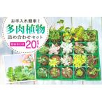 多肉植物 6cm アソート 20セット