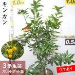 柑橘類 キンカン 金柑 3年生 苗木