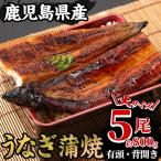 うなぎ 蒲焼 大 5尾
