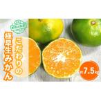 みかん 極早生みかん 約7.5kg