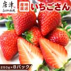 唐津産 いちごさん 約250g×8パック