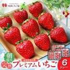 お日さまの雫 完熟朝穫りプレミアムいちご