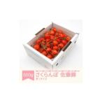 ふるさと納税 さくらんぼ 佐藤錦 秀品 L玉 500g バラ詰 ご家庭用 2025年産 令和7年産 山形県産 mm-snbax500 ※沖縄・離島への配送不可 山形県村山市