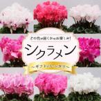 シクラメン 6号 鉢 しくらめん 花 南