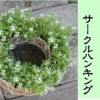 アリッサムのサークルハンキング 直径35cm