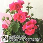 季節の花鉢年4回定期便 052-001