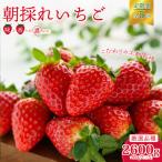 定期コース 厳選いちご 2パック