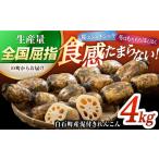 ふるさと納税 【レンコンの名産地からお届け！】白石町産 泥付きれんこん（4kg） 【佐賀県農業協同組合】[IAK015] 佐賀県白石町