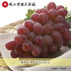 ぶどう 2027年 冬ぶどう 紫苑 1房