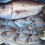 小豆島から直送 朝獲れ鮮魚 旬の地魚詰め合わせ 2kg以上