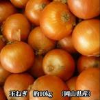 玉ねぎ 約10kg