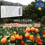 国指定天然記念物 尾崎小 みかん 先祖木の小みかん