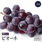 ピオーネ 2房 共通返礼品 ぶどう フルーツ