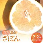 完熟 島原ざぼん 2-3個 ざぼん