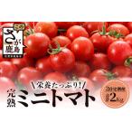 予定 完熟ミニトマト 1kg