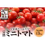 予定 完熟ミニトマト 1kg