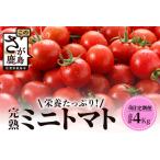 予定 完熟ミニトマト 1kg