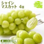 シャインマスカット 4房 共通返礼品 ぶどう