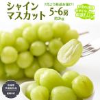シャインマスカット 約3kg