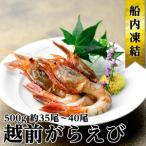 越前ガラエビ 約500g