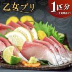 乙女ブリ3kg以上 下処理あり 小島水産