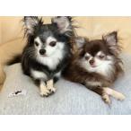 大きめ ペット用 羽毛クッションセット ペットベッド