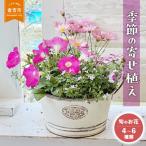 季節の寄せ植え 4~6種類 寄せ植え 誕生日