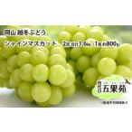 越冬 ぶどうシャイン マスカット 2房 合計1.6kg