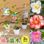 久留米の特産花卉 椿の苗木3種3本セット