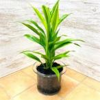 fu.... налог прозрачный 150 уголь .. солнечный te задний -na желтый [1359804] префектура Аичи Okazaki город 