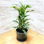 fu.... налог прозрачный 150 уголь .. солнечный te задний -na белый [1359807] префектура Аичи Okazaki город 