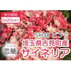 fu.... налог [..] носорог ne задний 5 номер (15cm горшок ) розовый Saitama префектура . видеть блок 