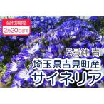 fu.... налог носорог ne задний 5 номер (15cm горшок ) [ синий ] Saitama префектура . видеть блок 