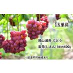 ぶどう 越冬ぶどう 紫苑 しえん 1房