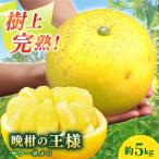 サワーポメロ約5kg 溝上農園 フルーツ