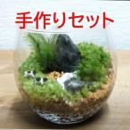 コケテラリウム 苔 手作りセット 初心者向け