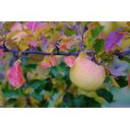 ふるさと納税 訳あり 家庭用 ぐんま名月 10kg 【2026年先行予約】 ｜ 山とりんご 長野県松川村