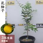 ふるさと納税 訳あり＜すだ農園＞3年生 苗木 柑橘類 花柚子(ハナユ・花ユズ) 京都府亀岡市