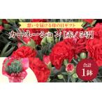 ふるさと納税 【25セット限定 先行予約】カーネーション 赤 5号 鉢植え 生花 ＜数量限定！想いを届ける母の日ギフト＞ / 花苗 花 贈り物 ギフ.. 福井県あわら市