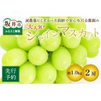 シャインマスカット2房 約1.0kg